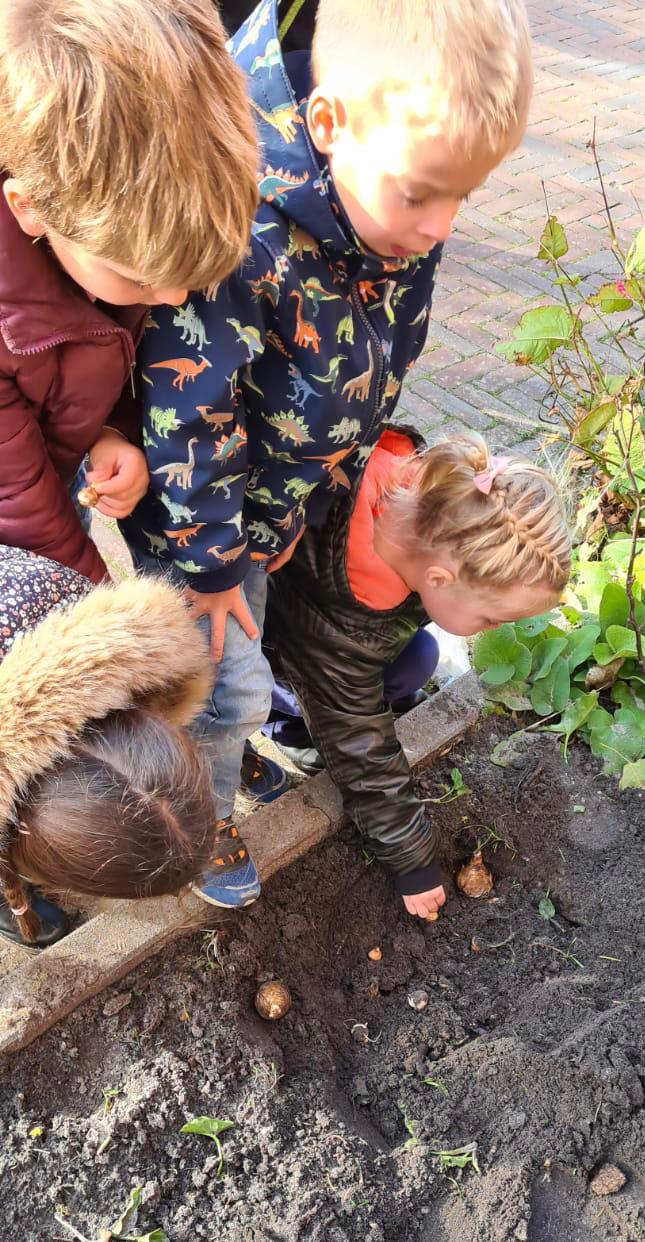 Nieuwe bloembollen op het groene schoolplein 